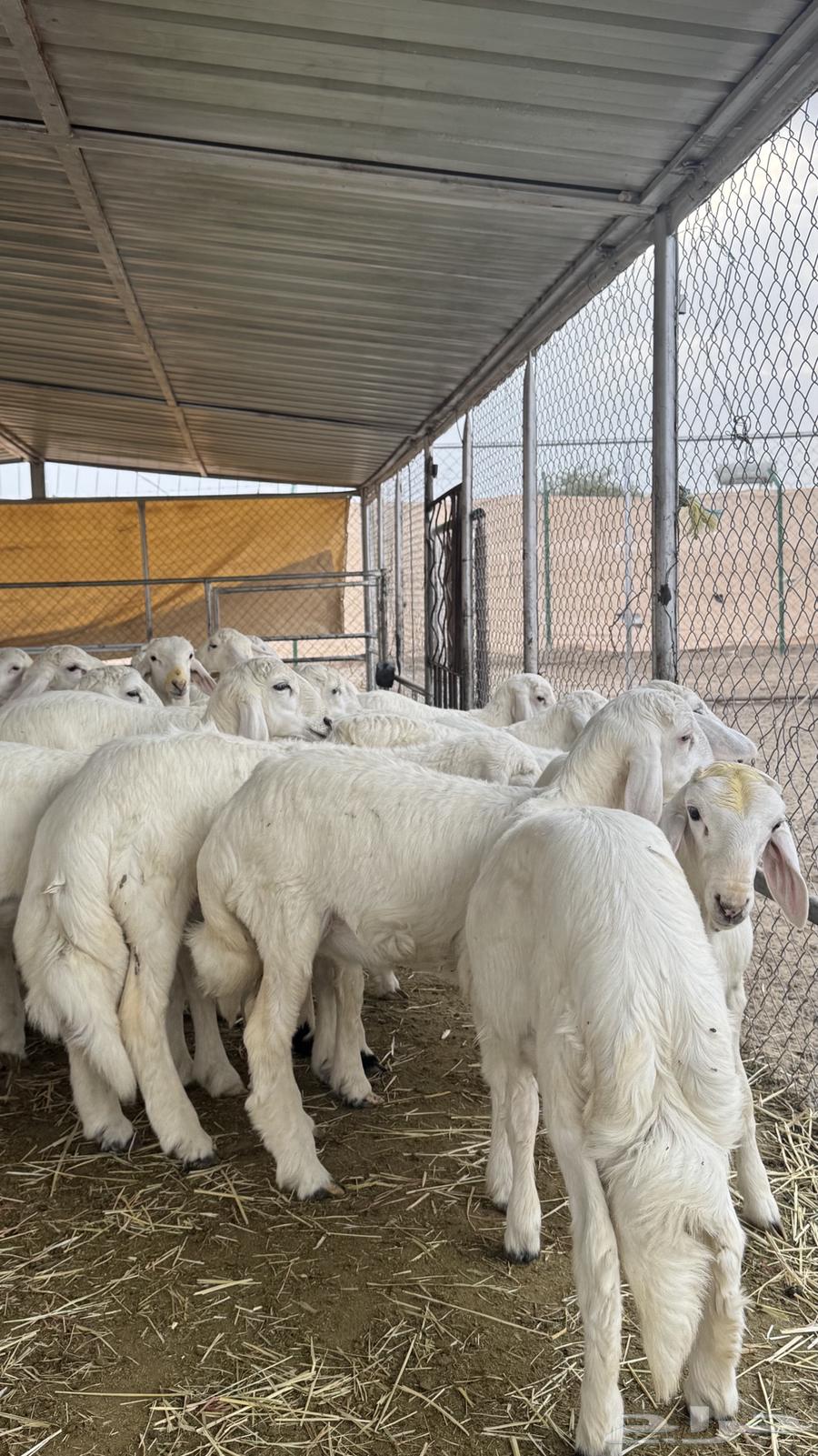 بهم للبيع64221909233409114