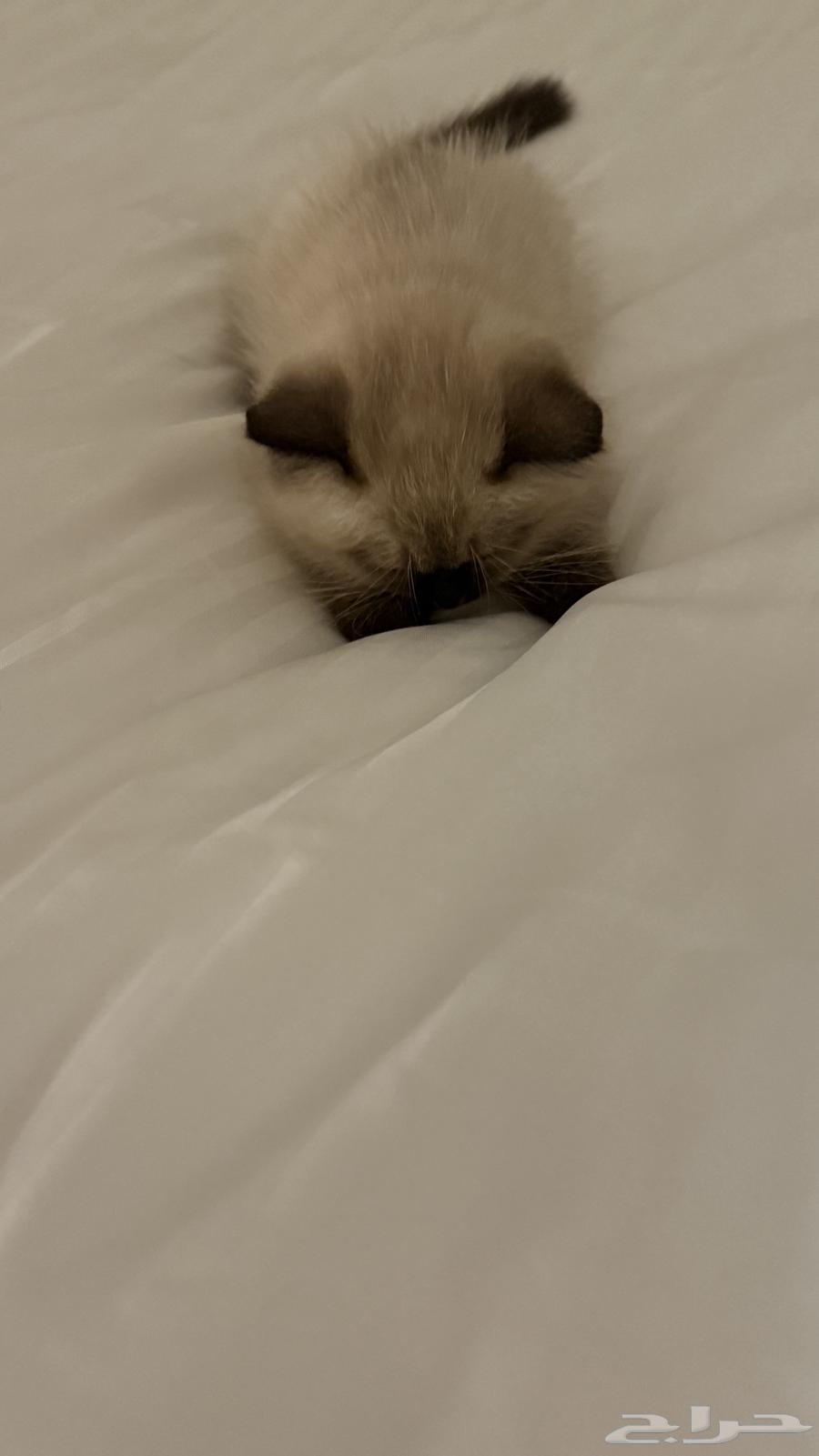قط ذكر هملايا64228558168961113