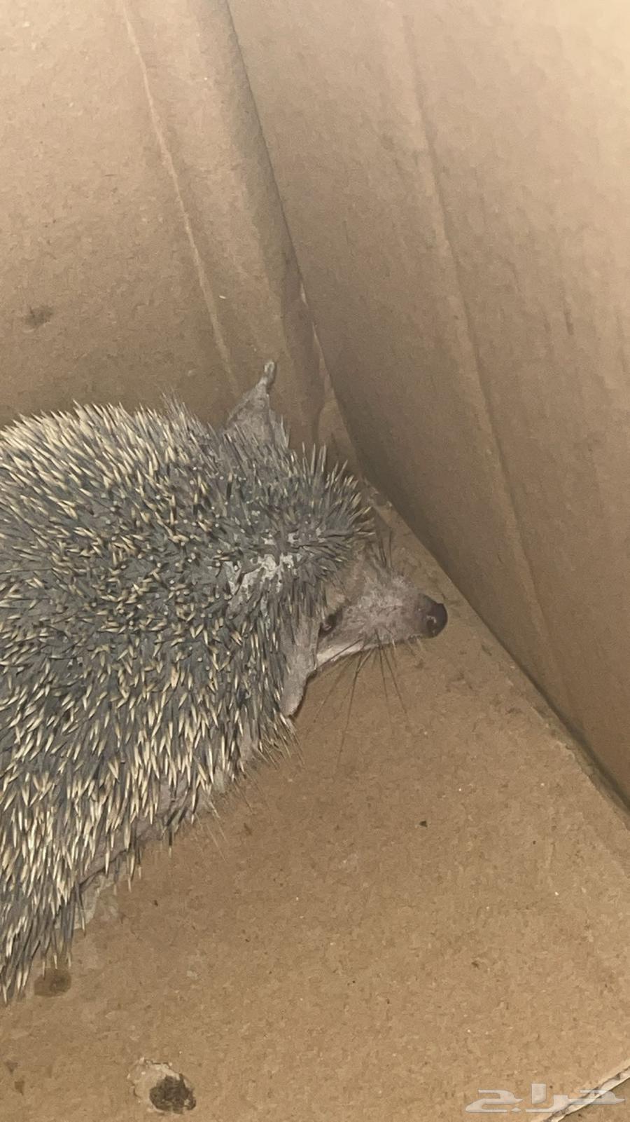 قنفذ للبيع64231182056577110