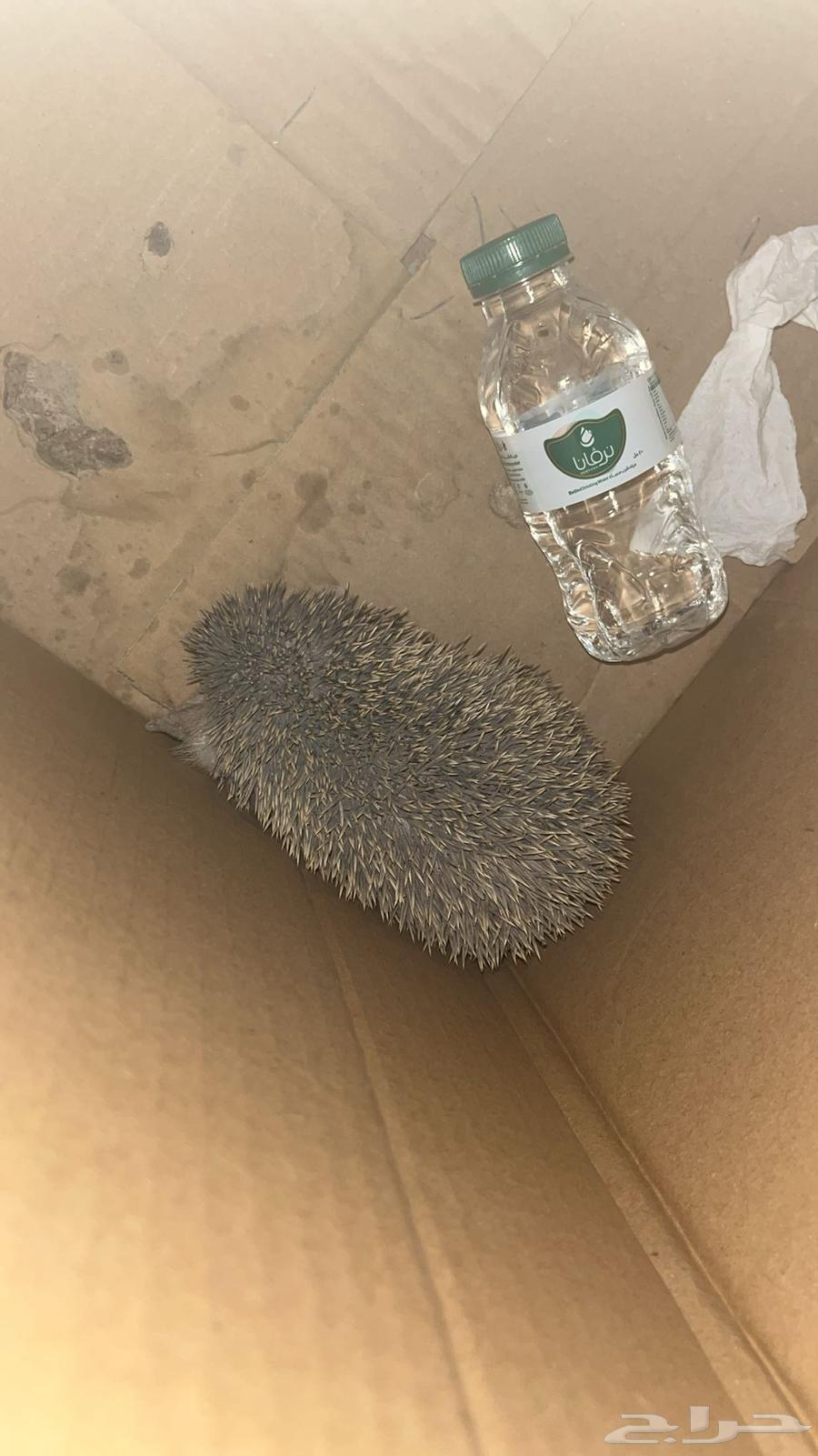 قنفذ للبيع64231182056577111