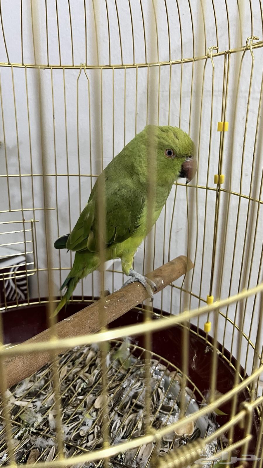 Parrot64219655403779113