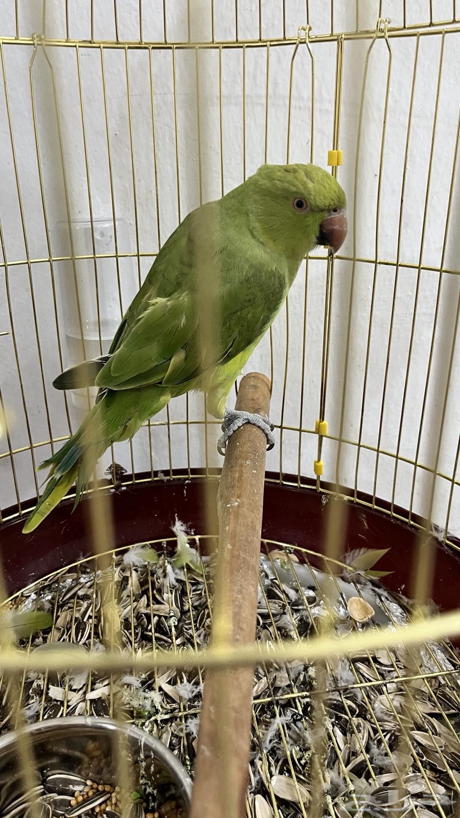 Parrot64219655403779111