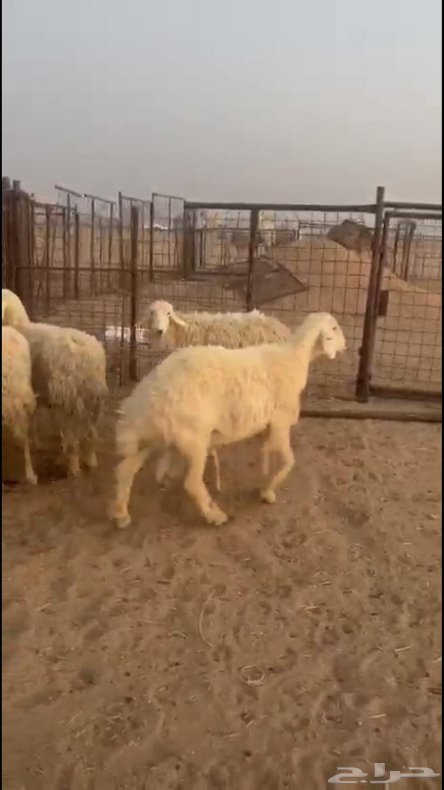 للبيع غنم حرش64229104953985112