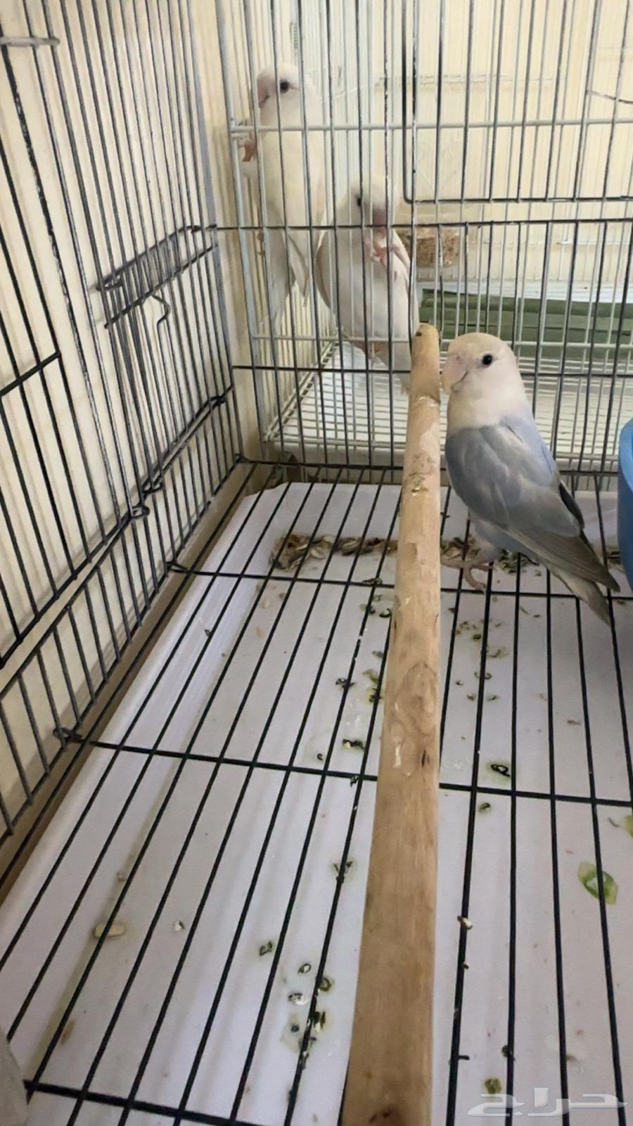 ببغاء روز للبيع64217290946946111