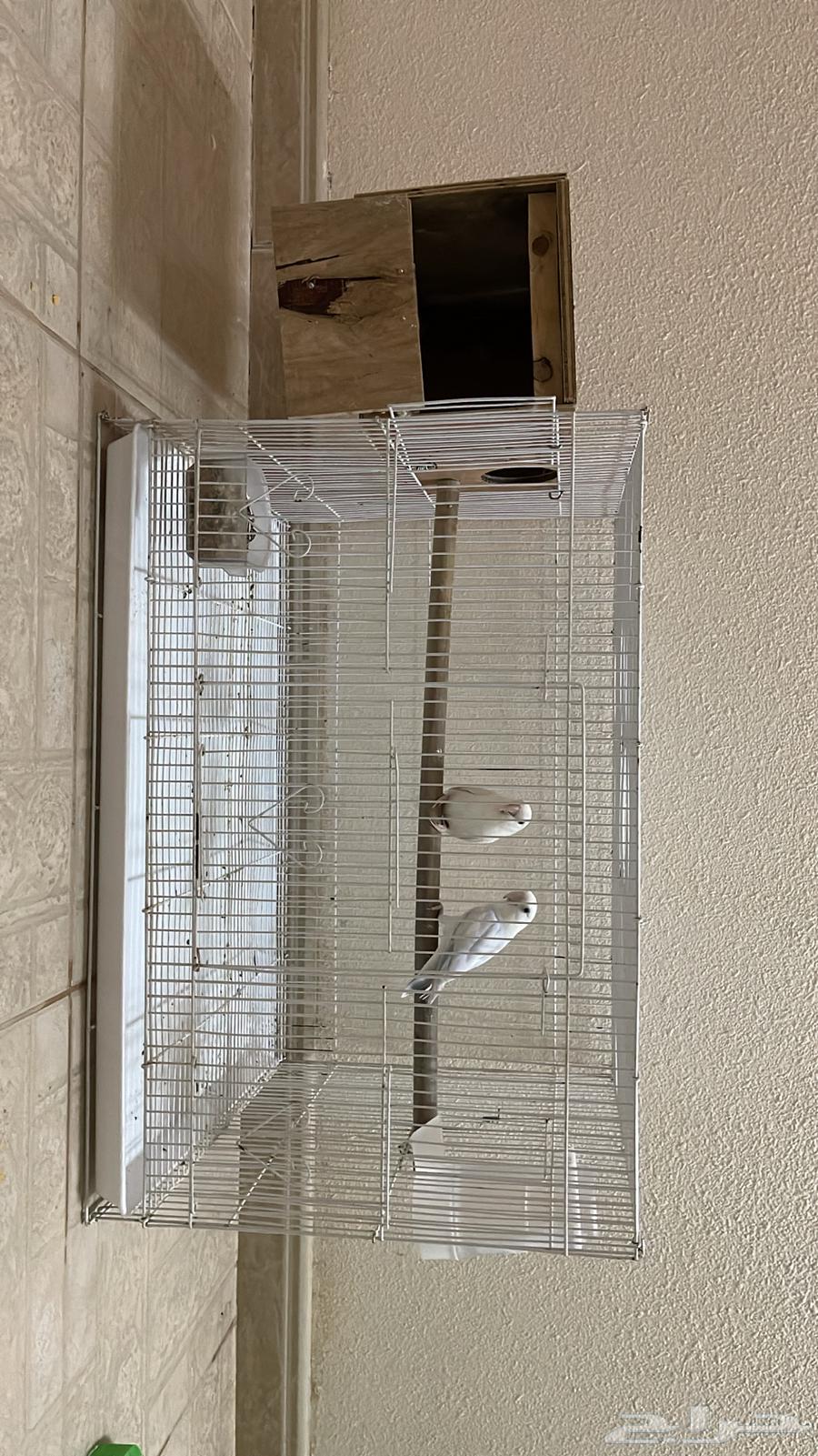 طيور روز64227346732675110