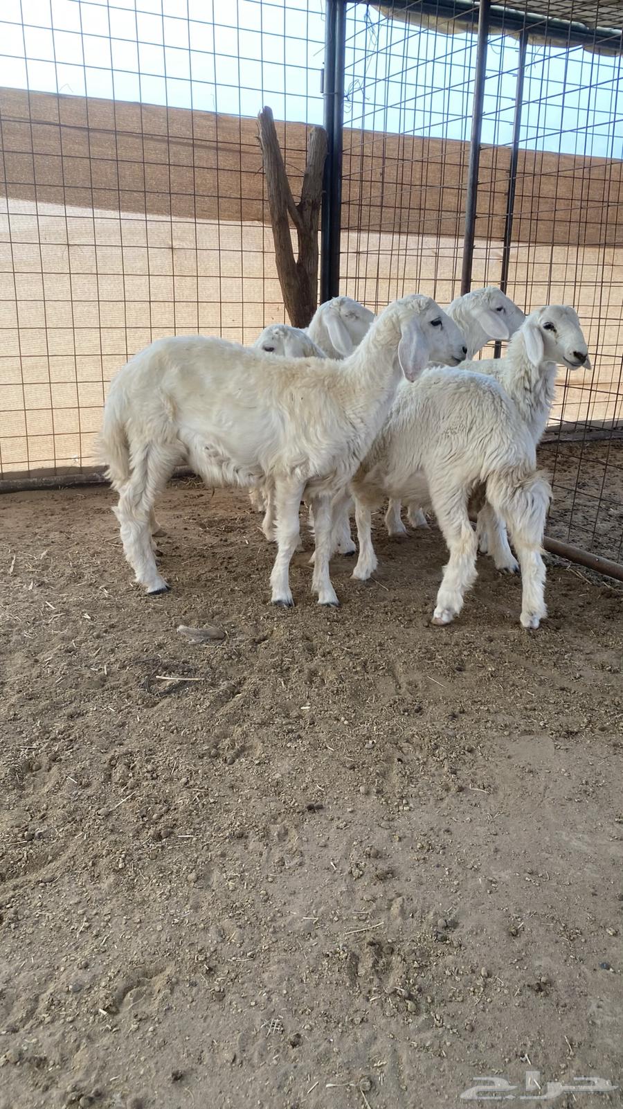 طليان ذبايح للبيع64227193388674113