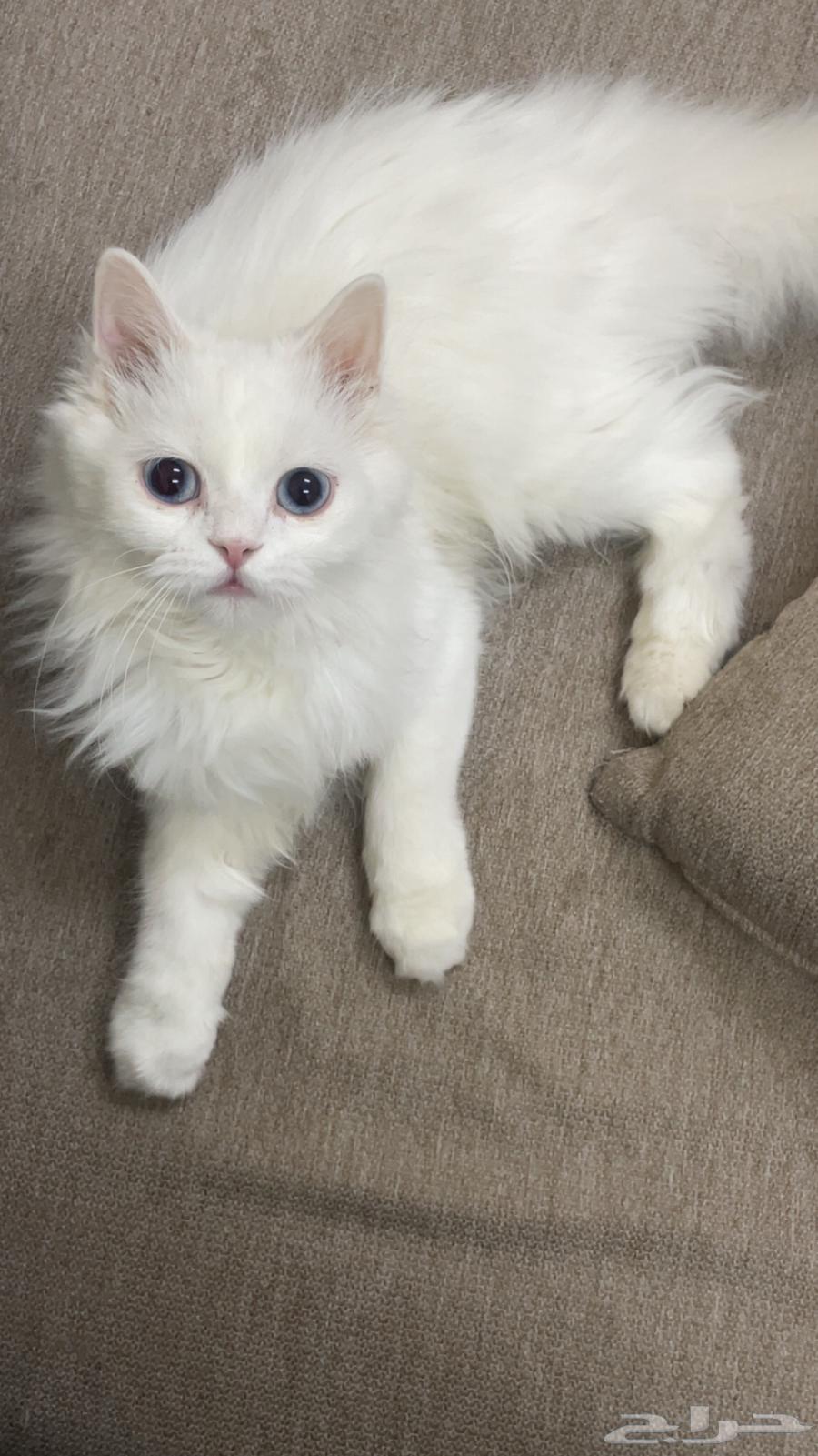 قط للتبني برسوم64209564716418111