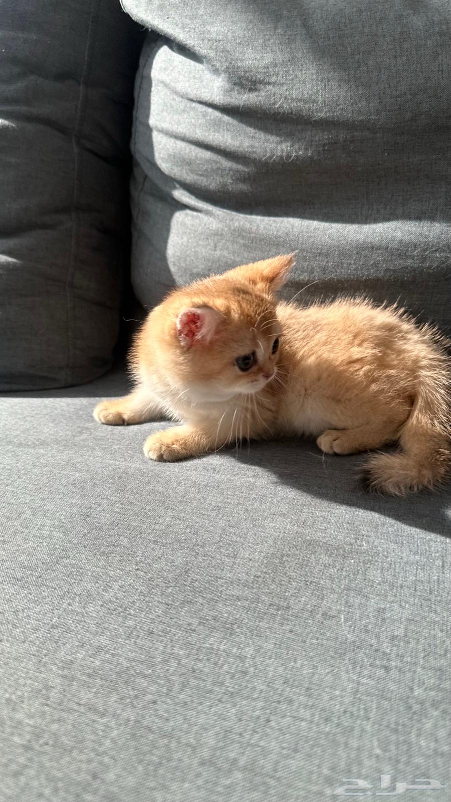 كتن سكوتش ستريت بيور للبيع64235491263746111