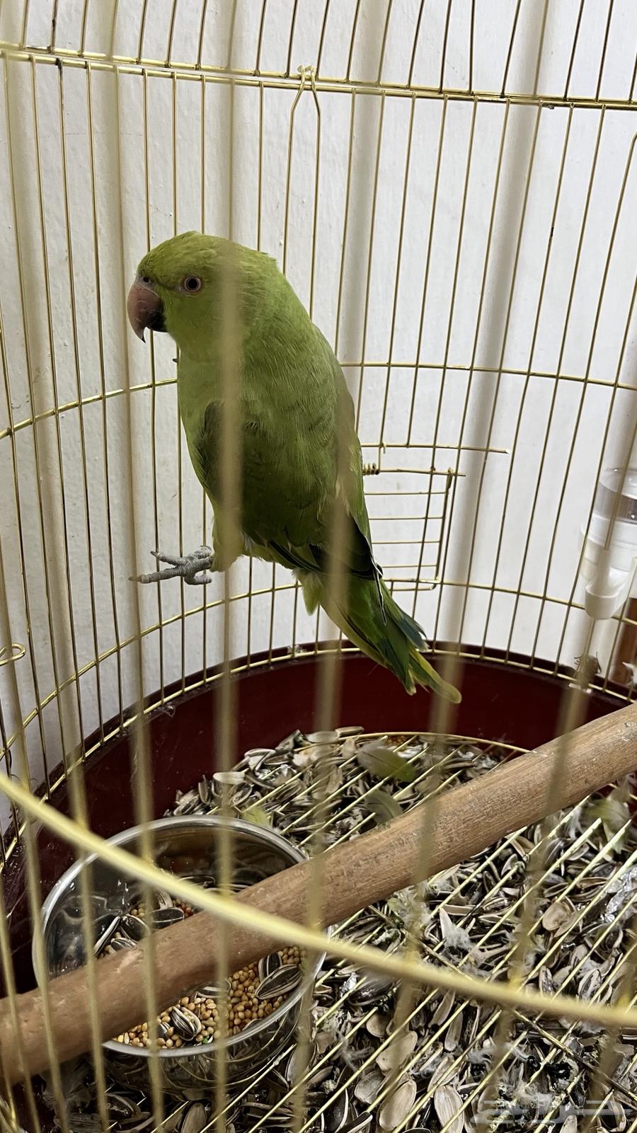 Parrot64219655403779110