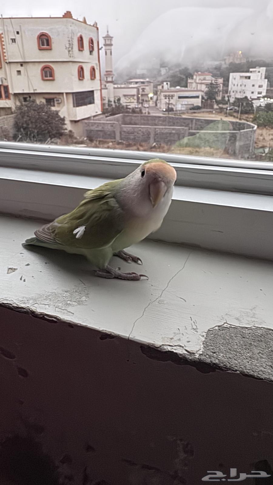 روز بصحه جيد للبيع64223332722819111