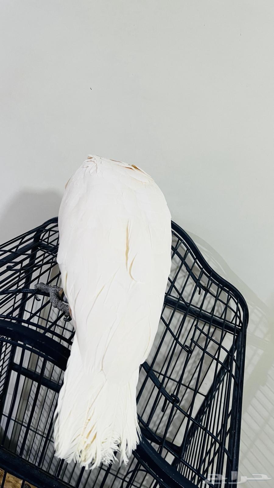 ببغاء كوكاتو مولكان64223332822530114