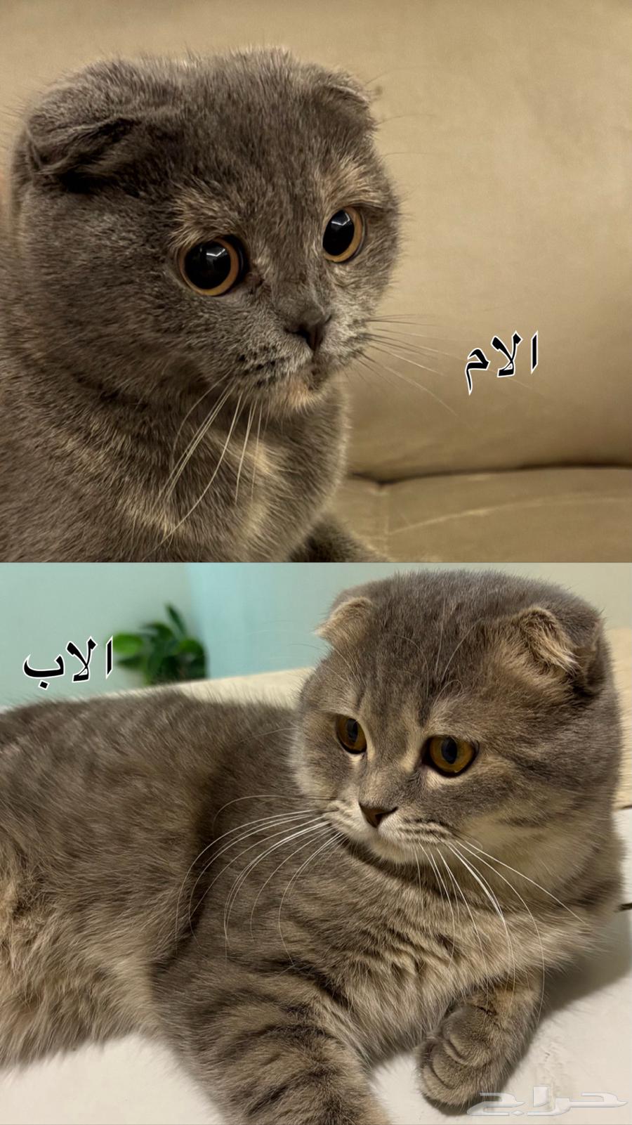 للبيع قطط جوز سكوتش فولد64229794198787113