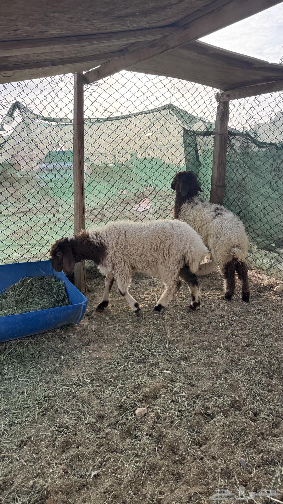 للبيع رخال طيبه فل شحم64221705222275114