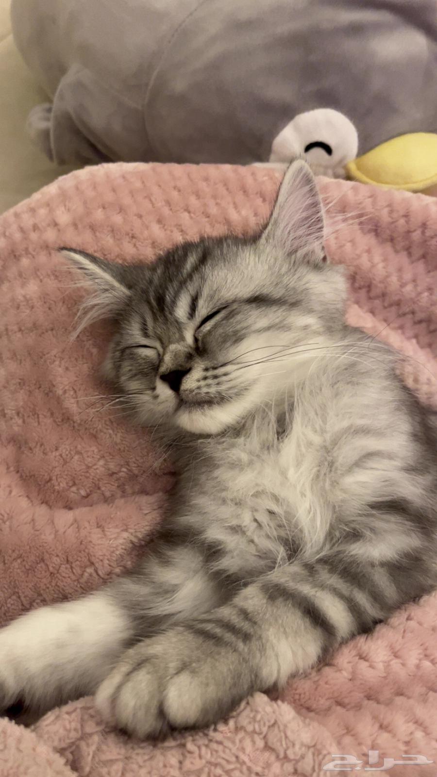 قط شيرازي اربع شهور64220458533890114