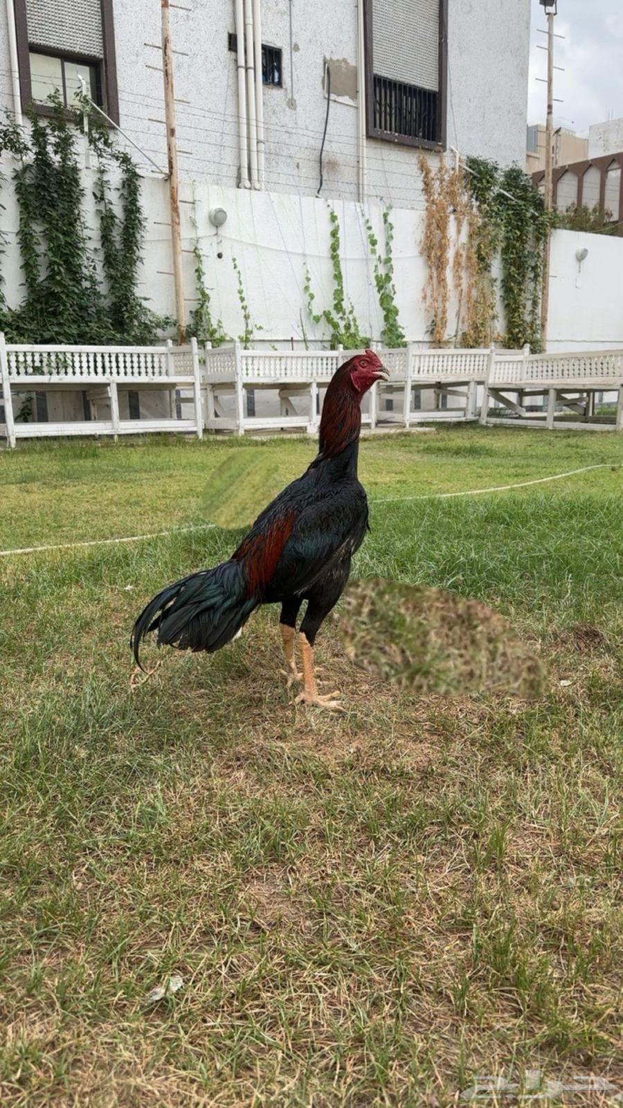 ديك سندي نسل عم غبشان64228025505922111