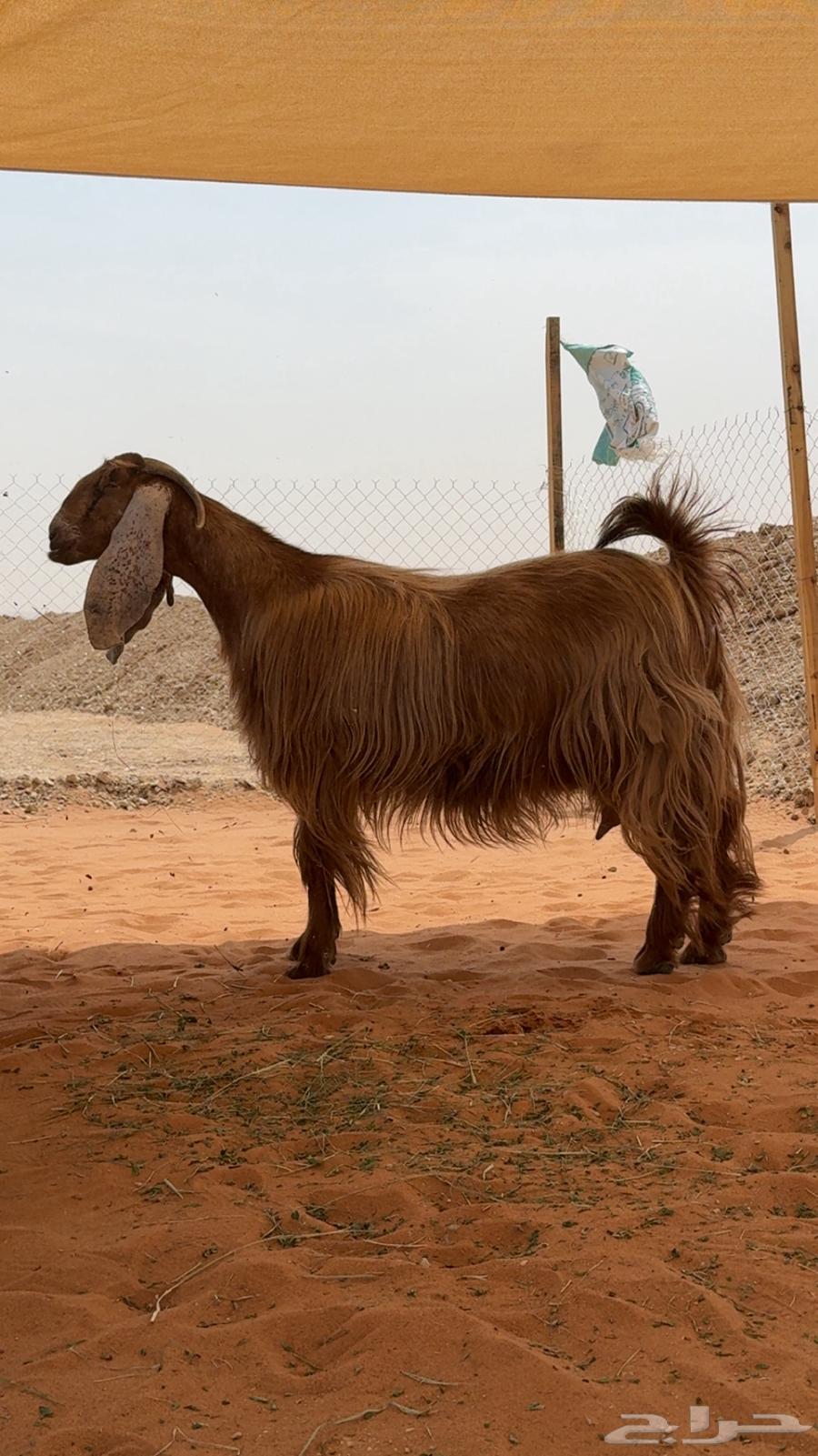 عنز دافع للبيع شرط64222333960835112