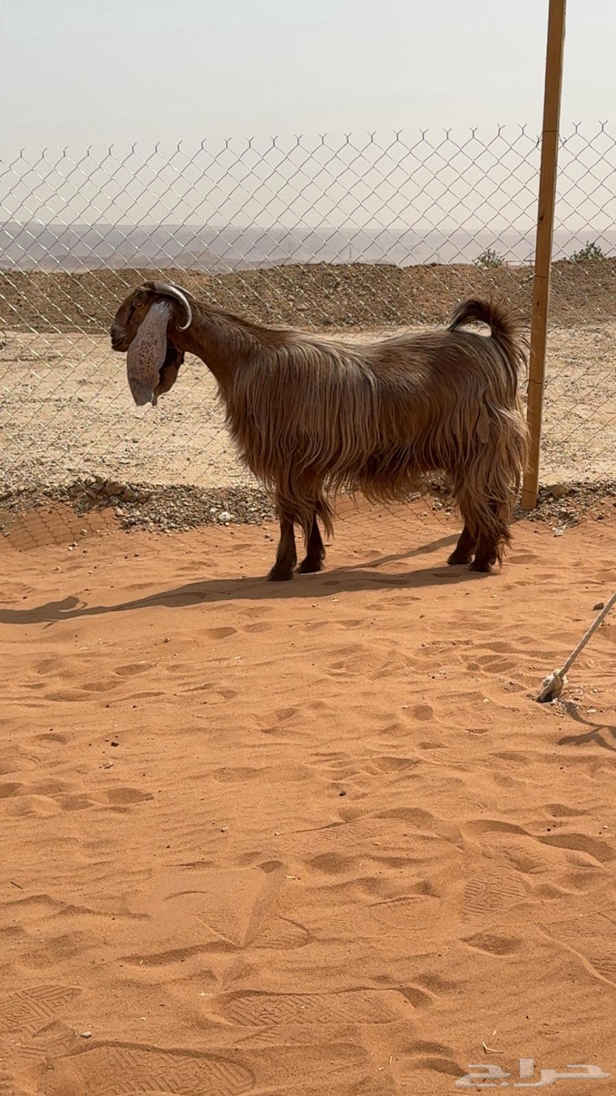 عنز دافع للبيع شرط64222333960835110