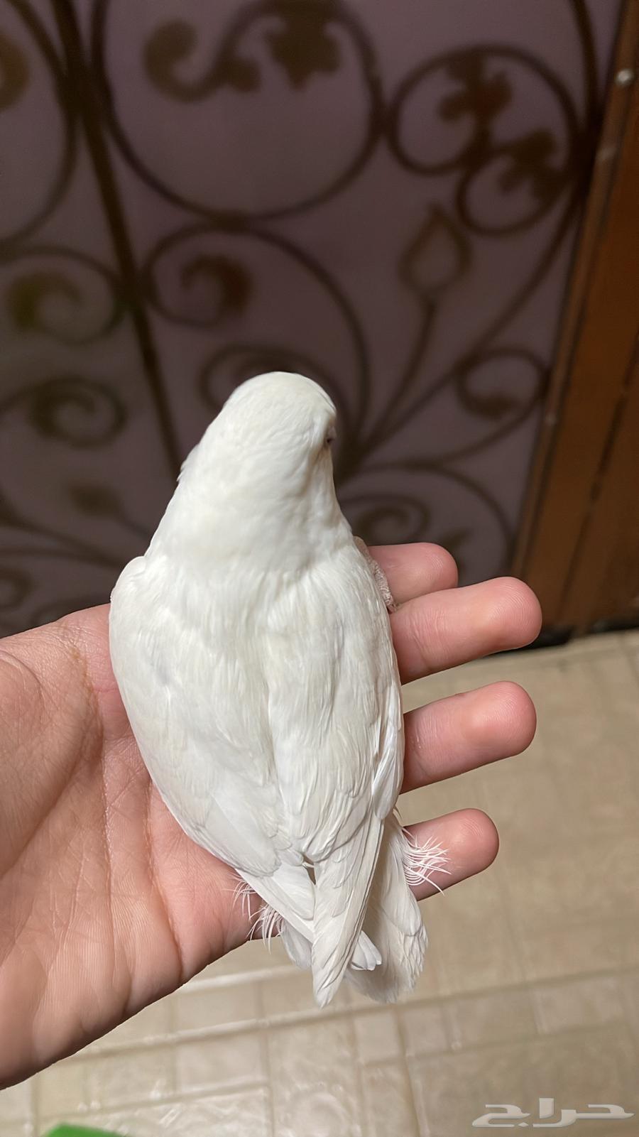 طيور روز64227346732675111