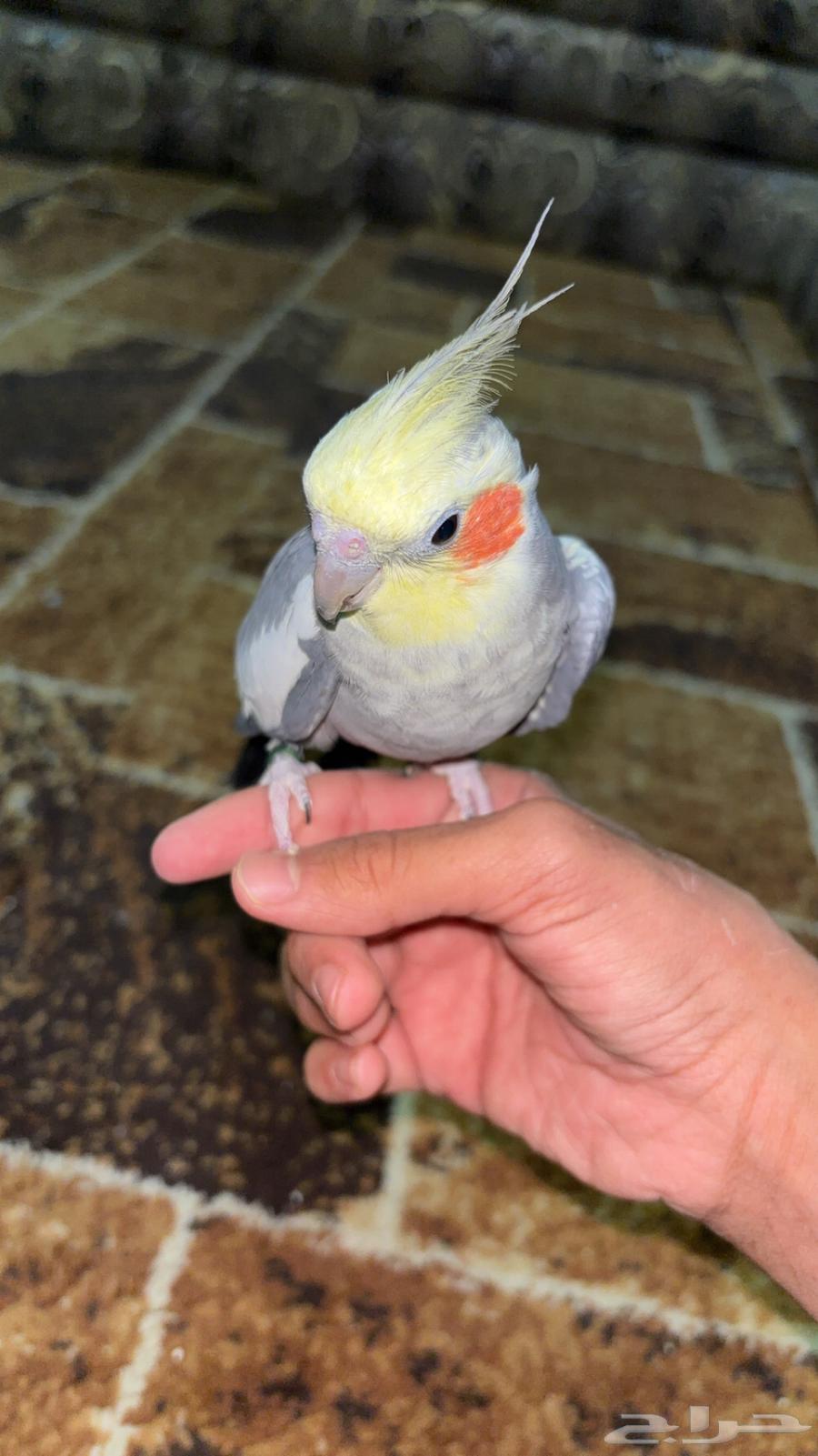 كروان ل البيع64210214131202110