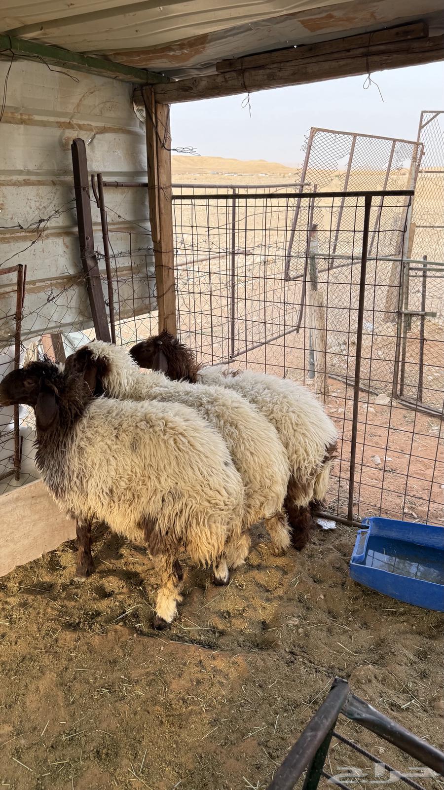 رخال نعيم مقفله64223332700418111