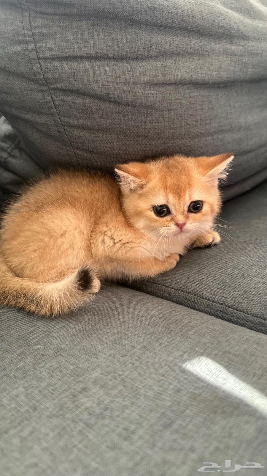 كتن سكوتش ستريت بيور للبيع64235491263746110