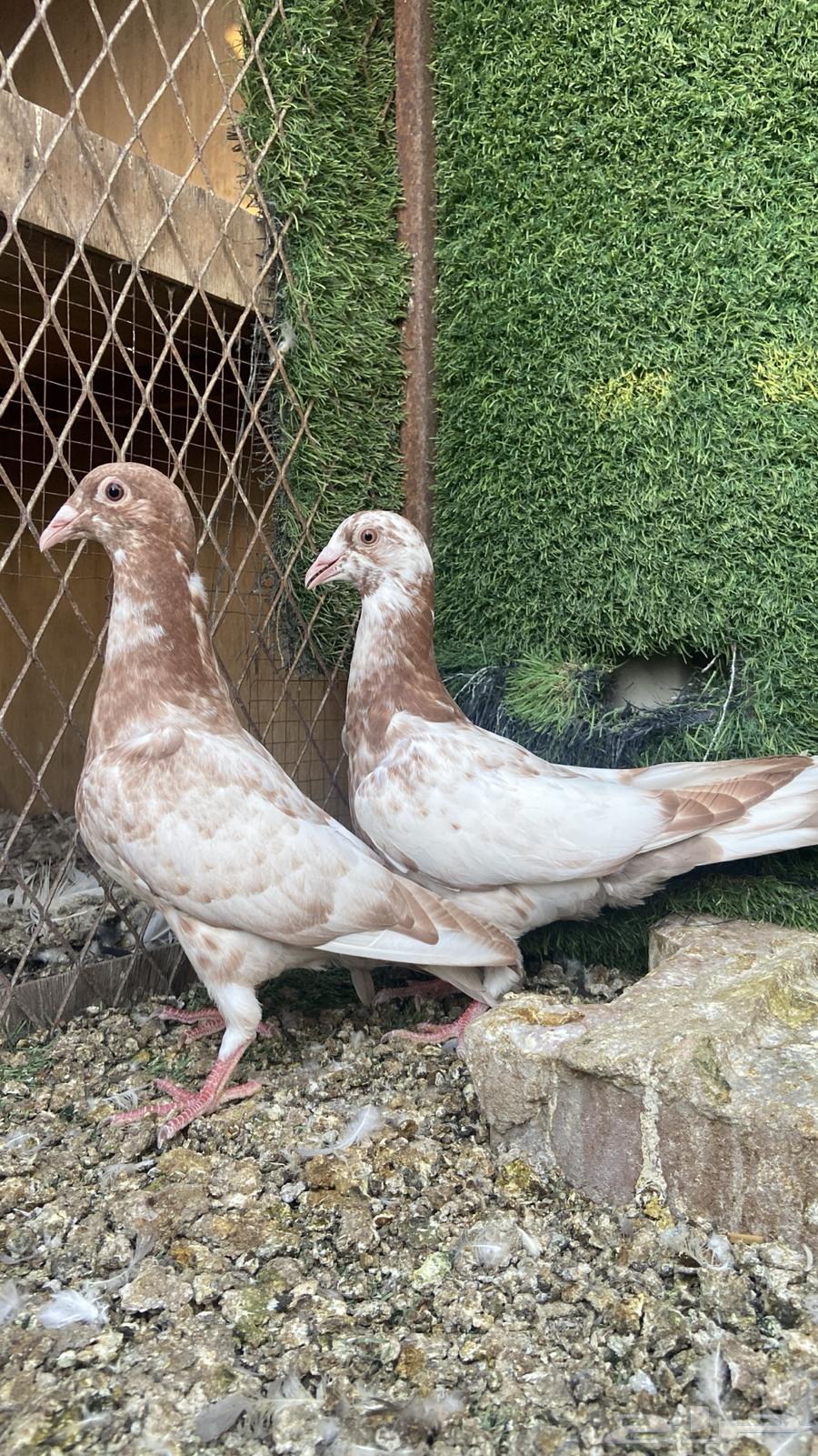 طبات زاجل مولمينز( تم البيع )64225360924674111