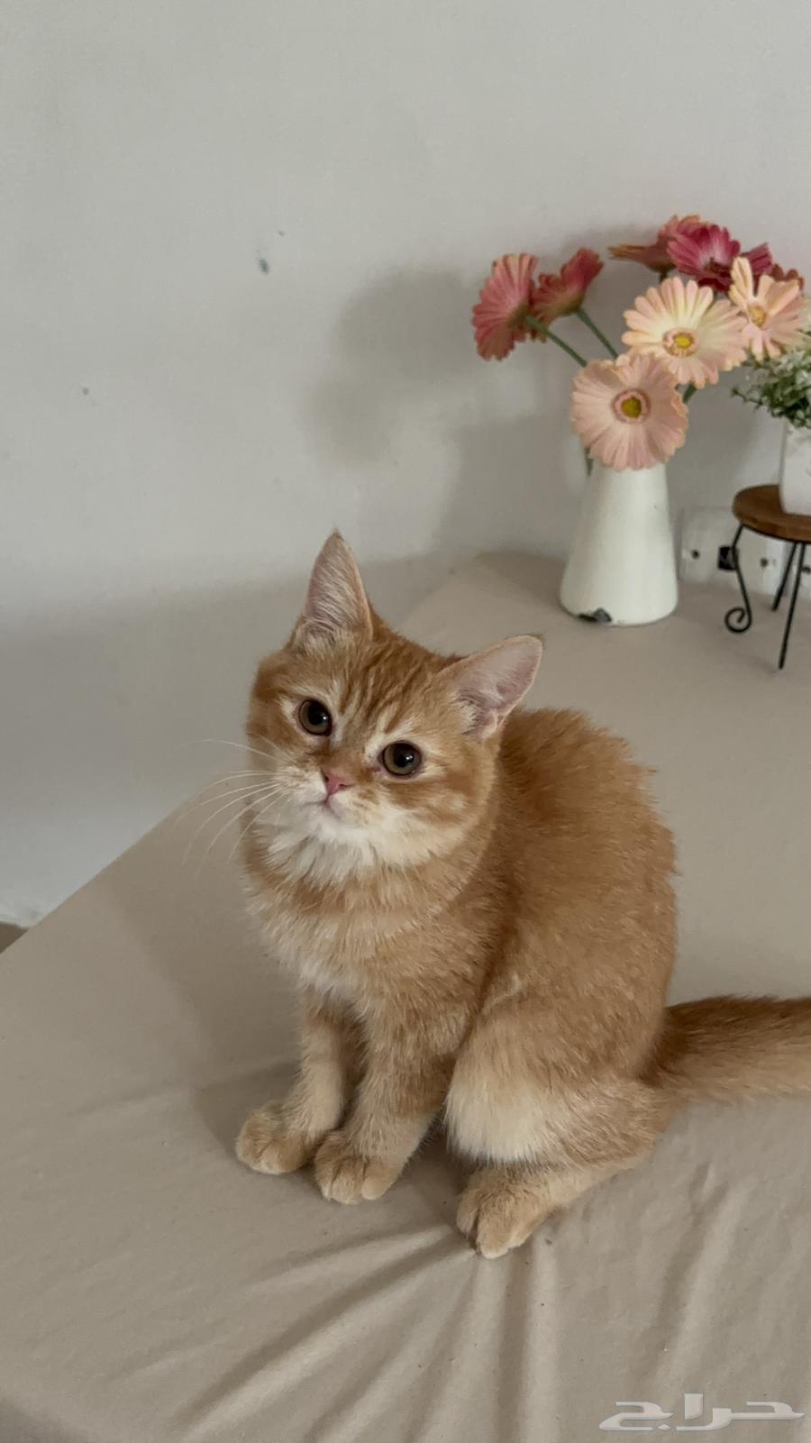 Kitten Scottish64212130228994112