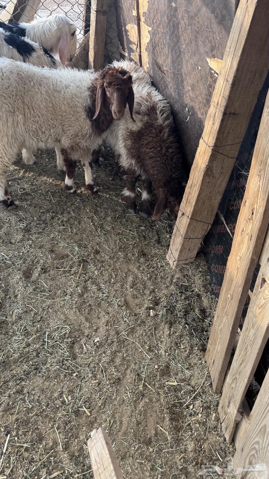 للبيع رخال طيبه فل شحم64221705222275112