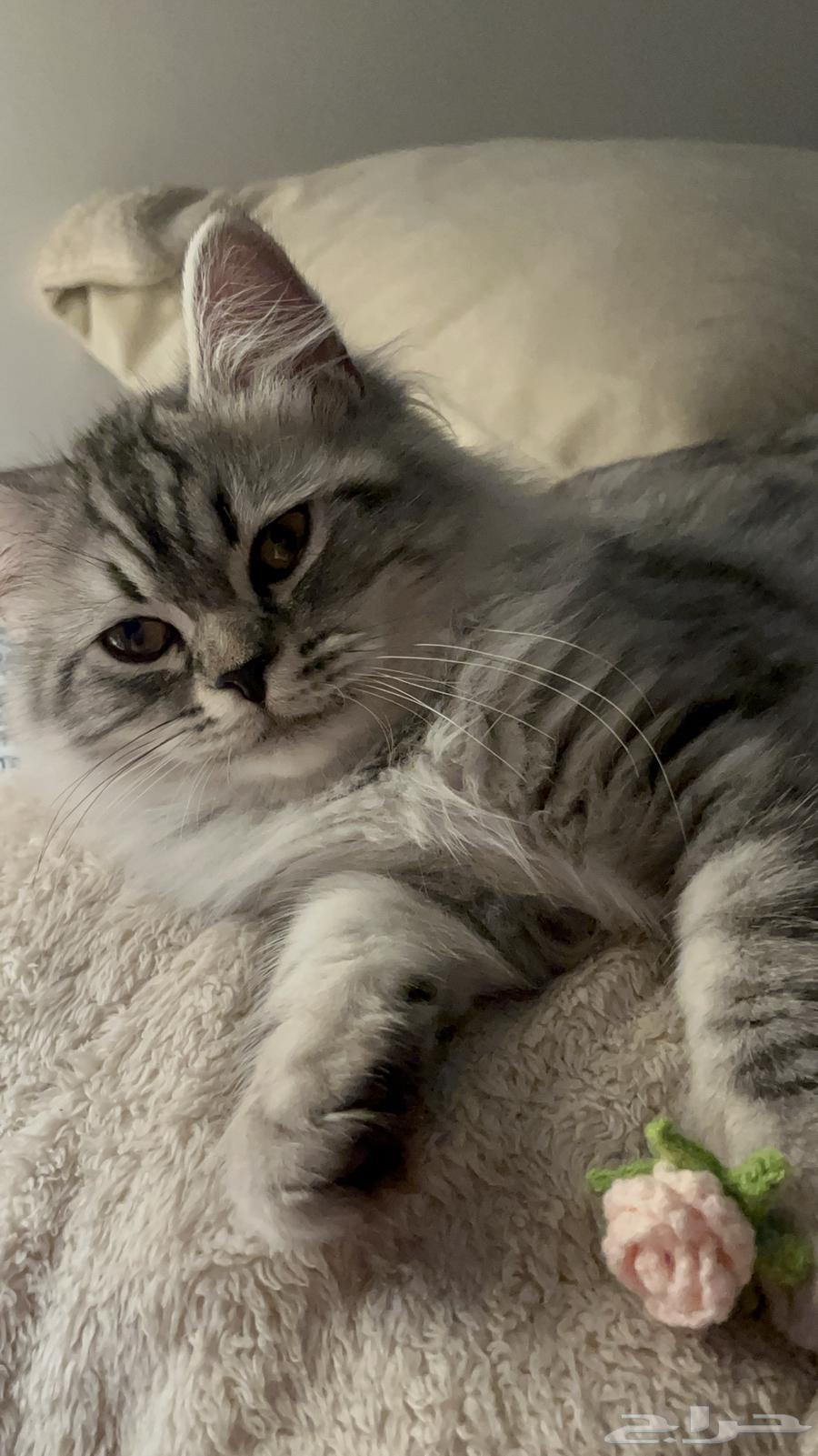 قط شيرازي اربع شهور64220458533890112