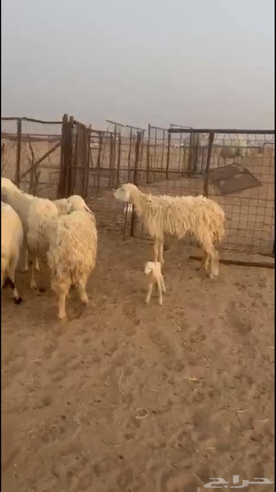 للبيع غنم حرش64229104953985113