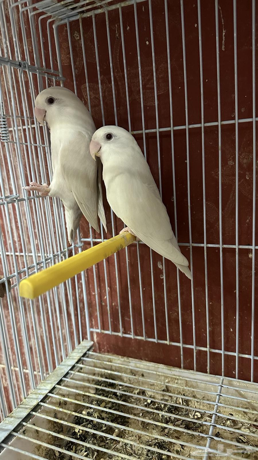 روز البينو64228558198915110