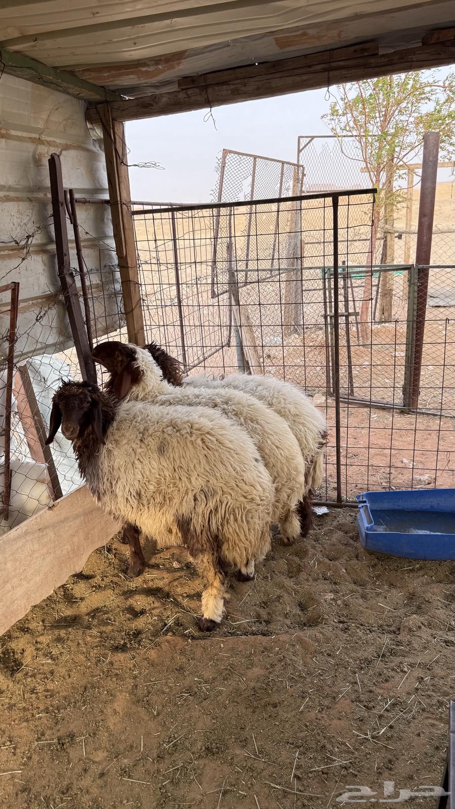 رخال نعيم مقفله64223332700418112