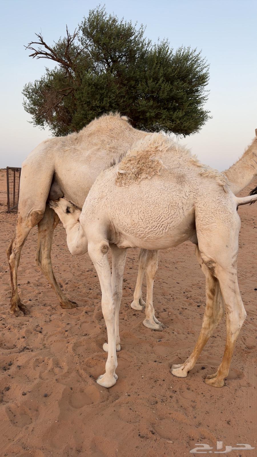 للبيع قعودين اعمارهن حول 7 شهور64230472975489114