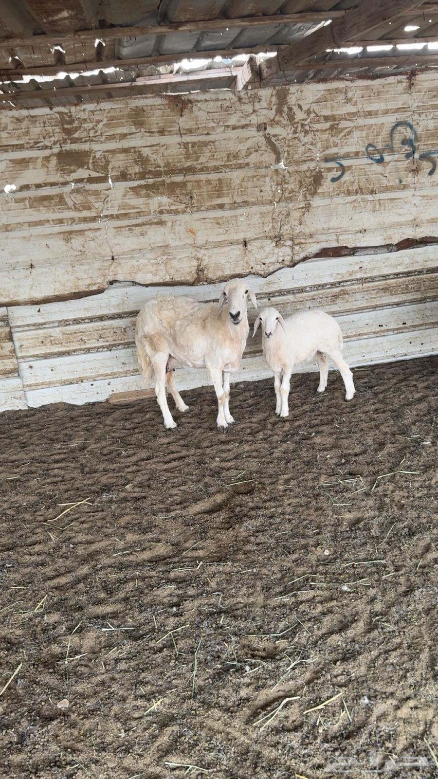 Ram and its mother64215859626627110