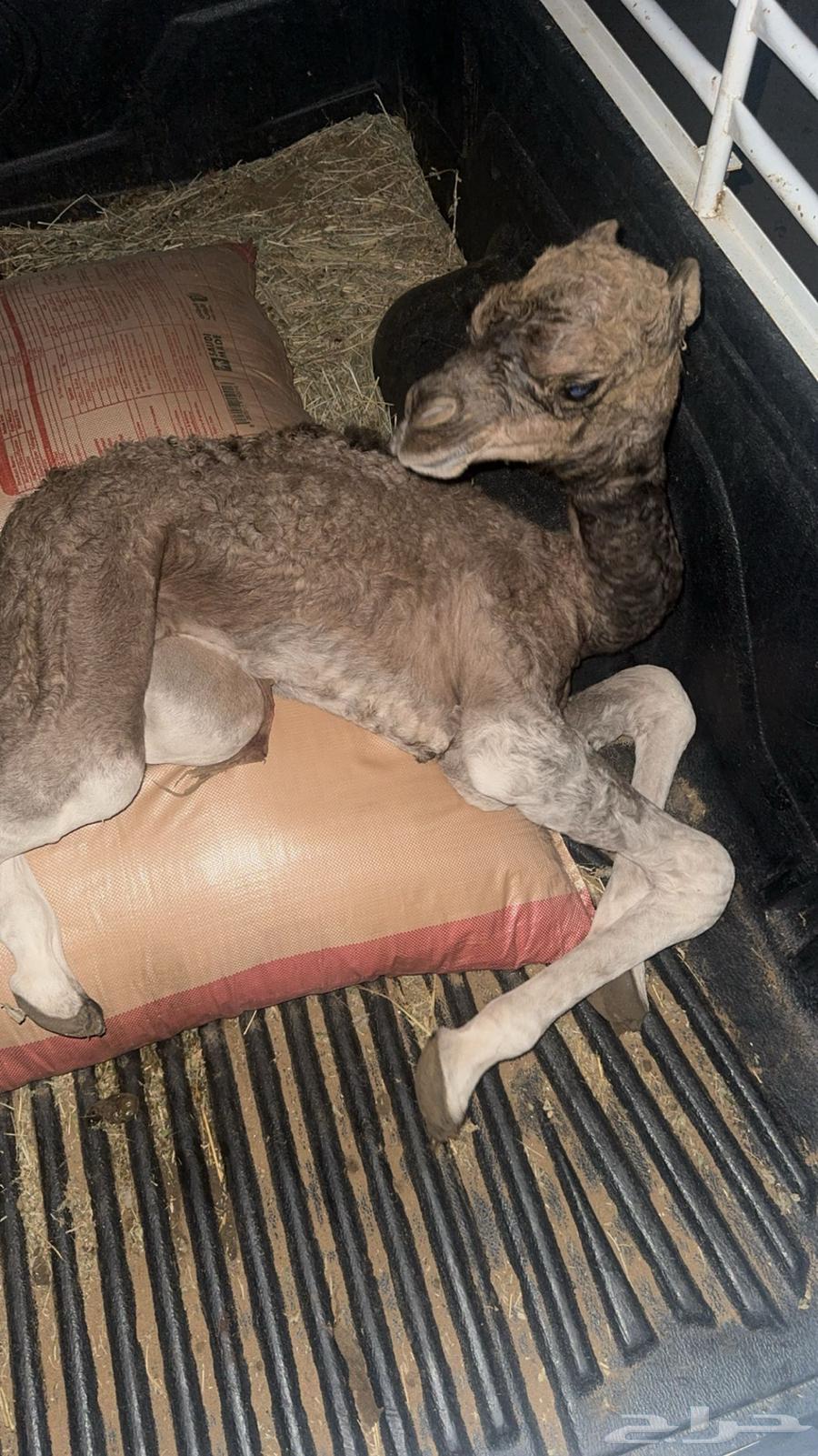 للبيع قعود ذيا مشروط64224840564227111