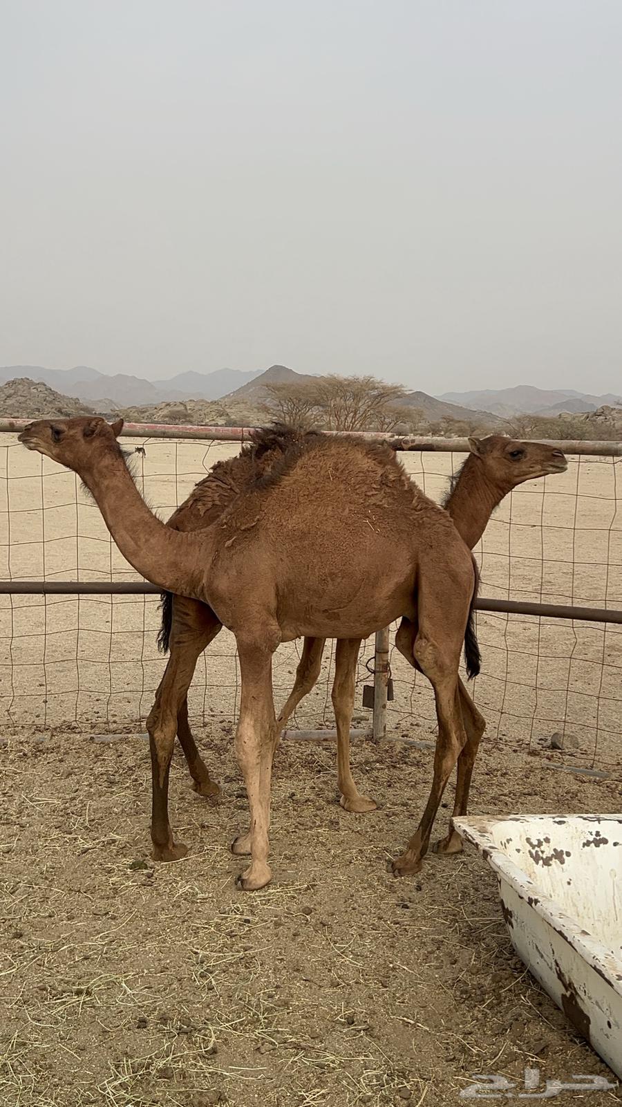 قعدان للبيع64211707192705111