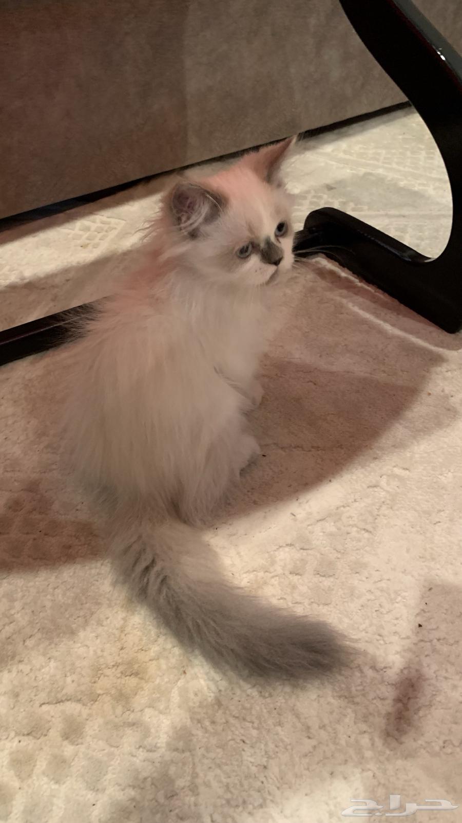 قط للبيع64214710231681110
