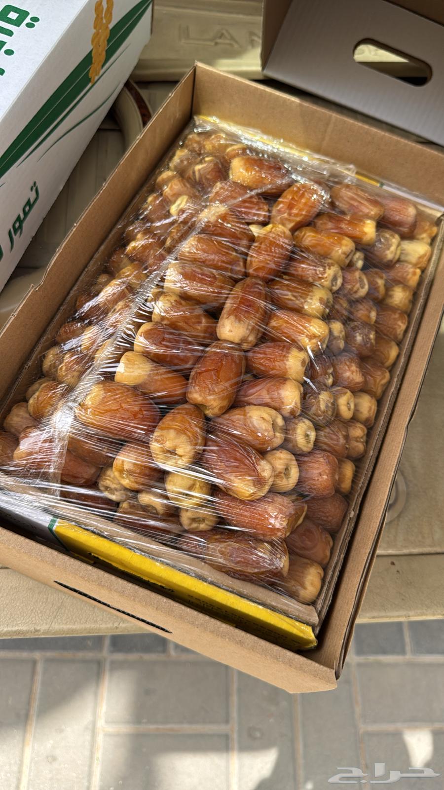 صقعي معرم مطوق فاخر وزن 6 كيلو64217290730497112