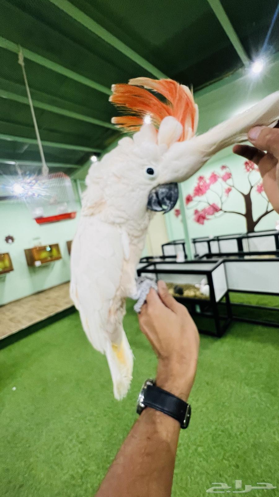 ببغاء كوكاتو مولكان64223332822530110