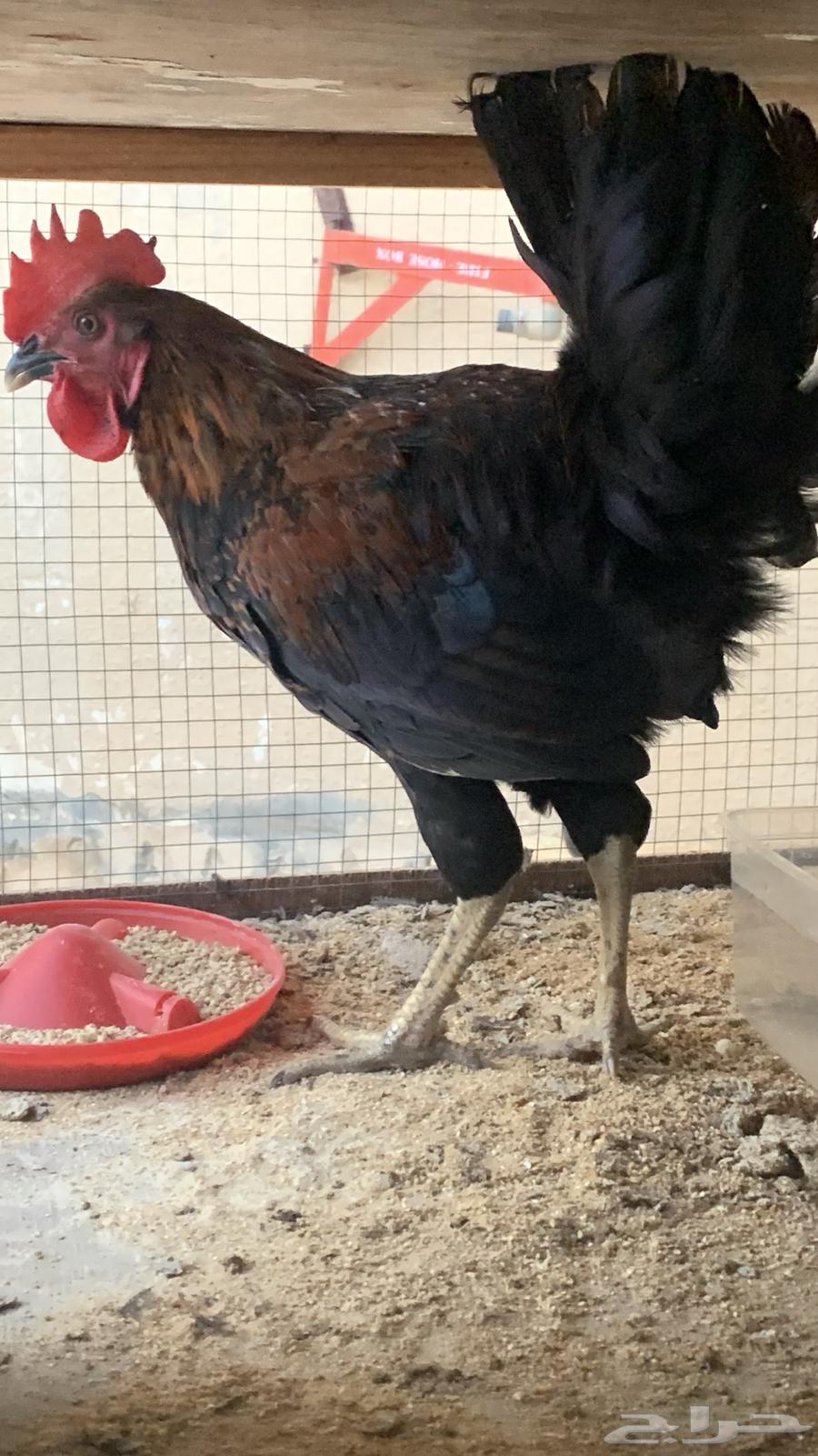 صحتهن زينه البيع مستعجل محتاج فلوس64209132151939111