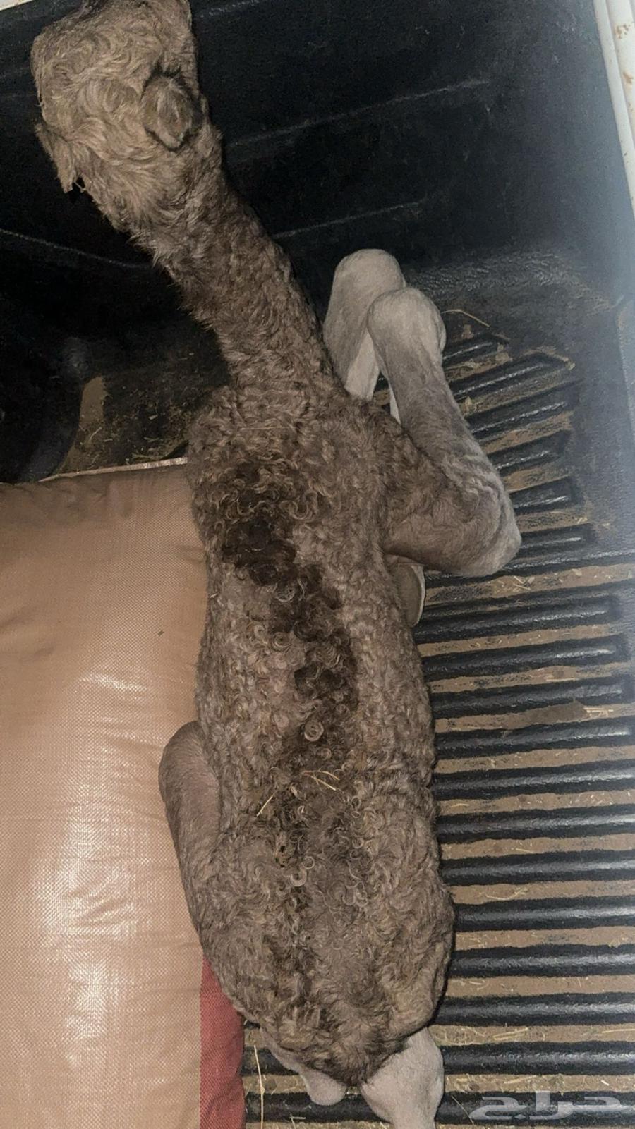 للبيع قعود ذيا مشروط64224840564227110