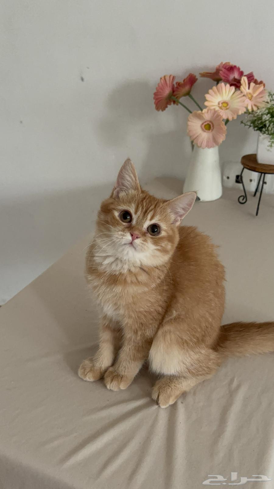 Kitten Scottish64212130228994110