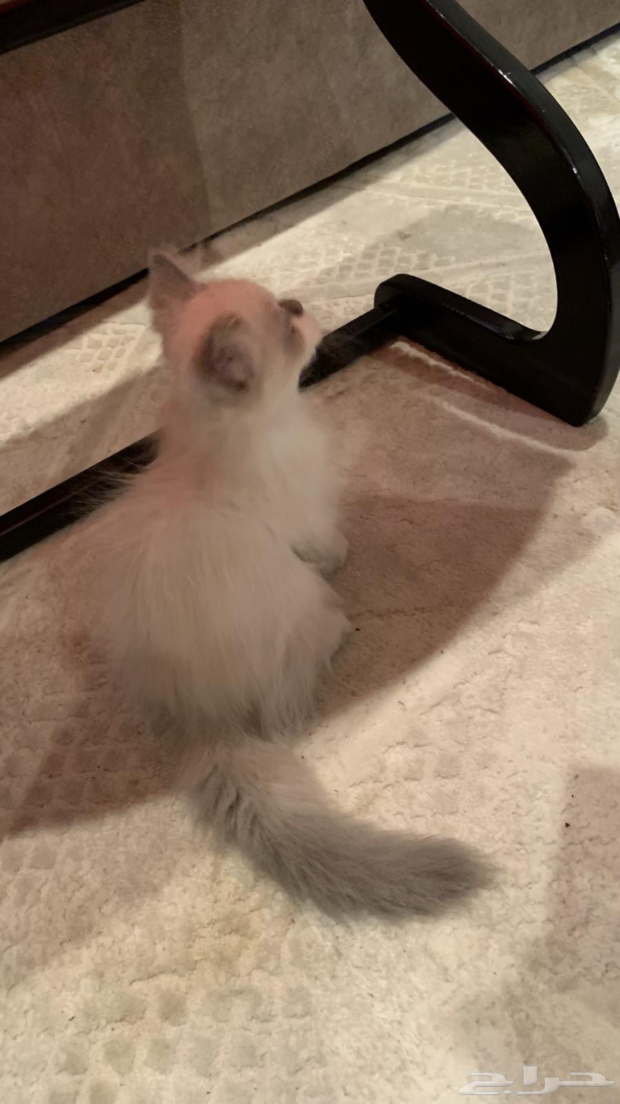 قط للبيع64214710231681111