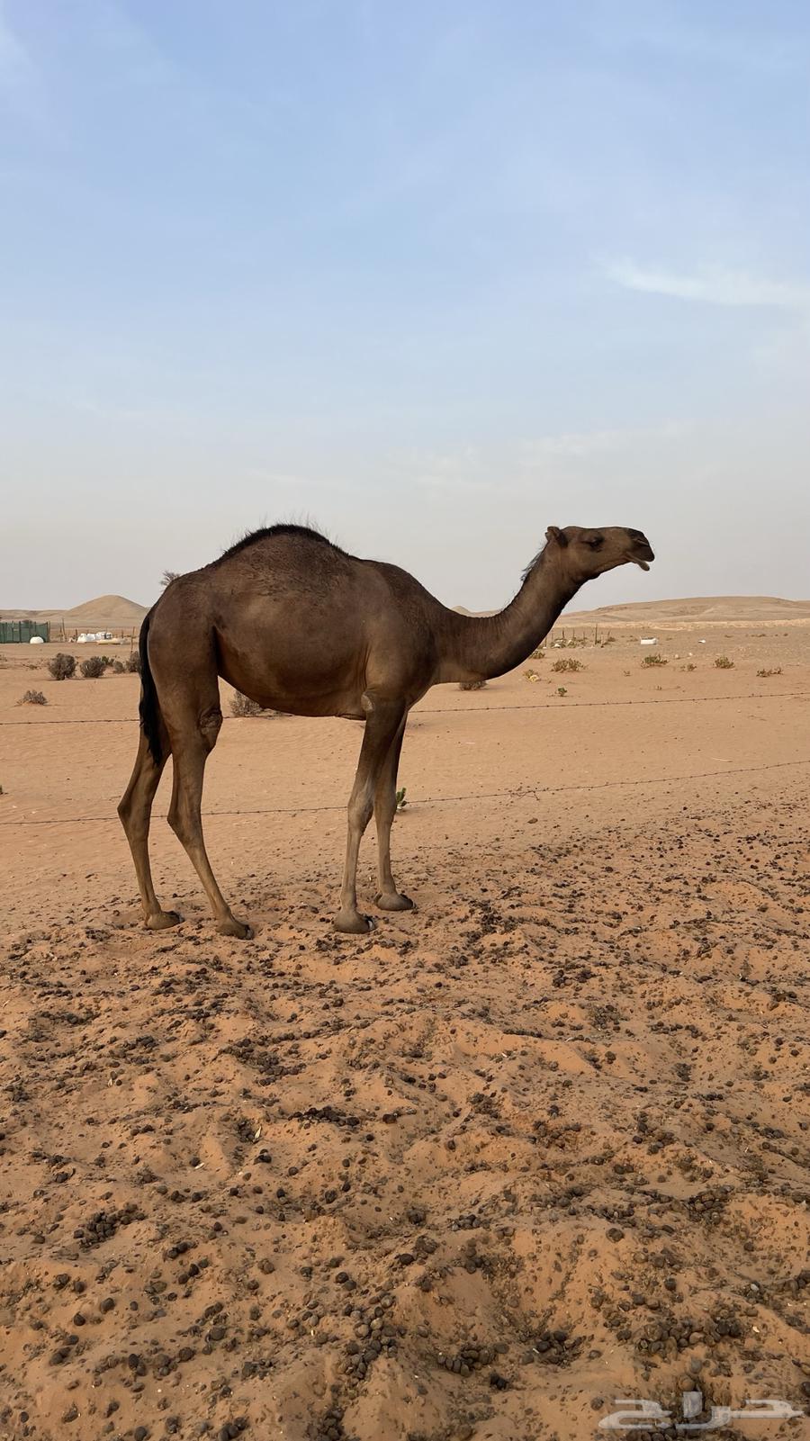 بكره حقة للبيع64212544514561111