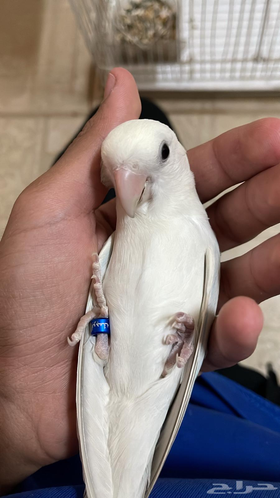 طيور روز64227346732675114