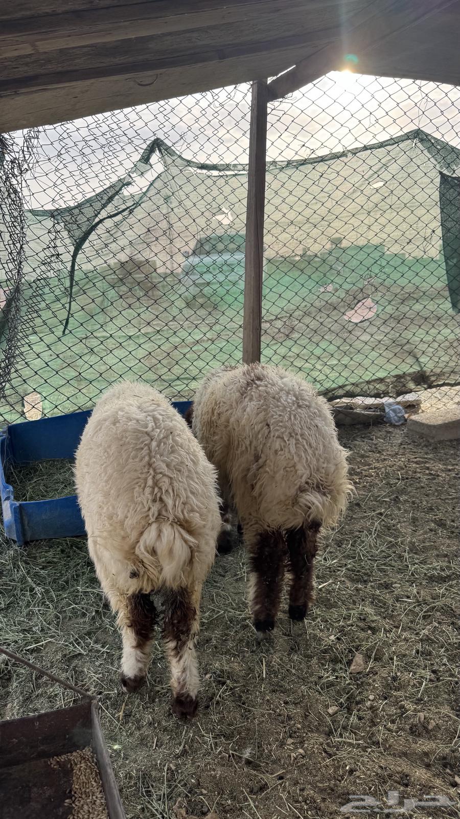 للبيع رخال طيبه فل شحم64221705222275111