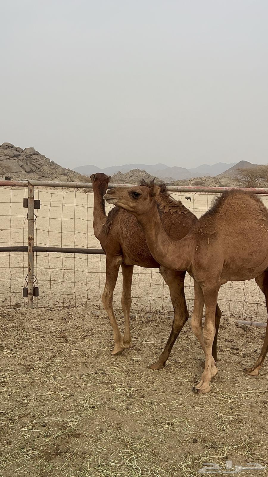 قعدان للبيع64211707192705112