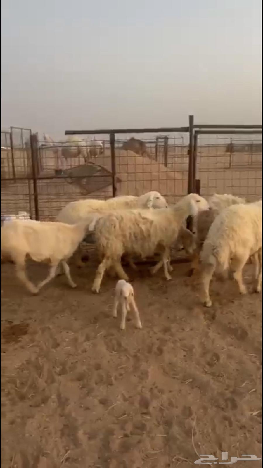 للبيع غنم حرش64229104953985111