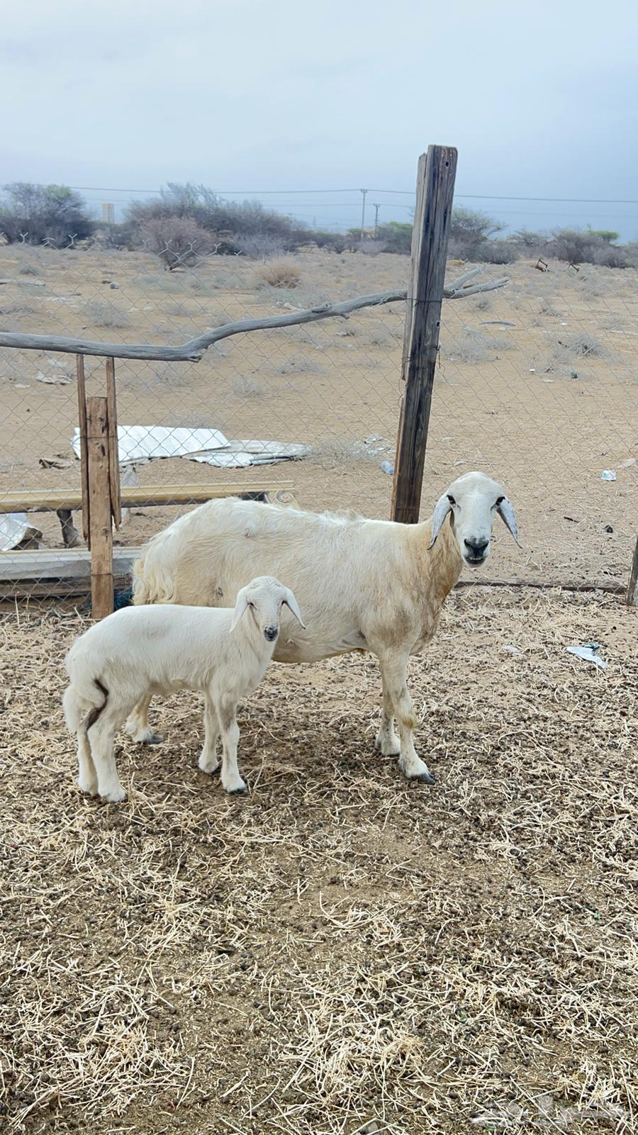 نعجه حري ولولد للبيع (تم البيع)64223483847681112