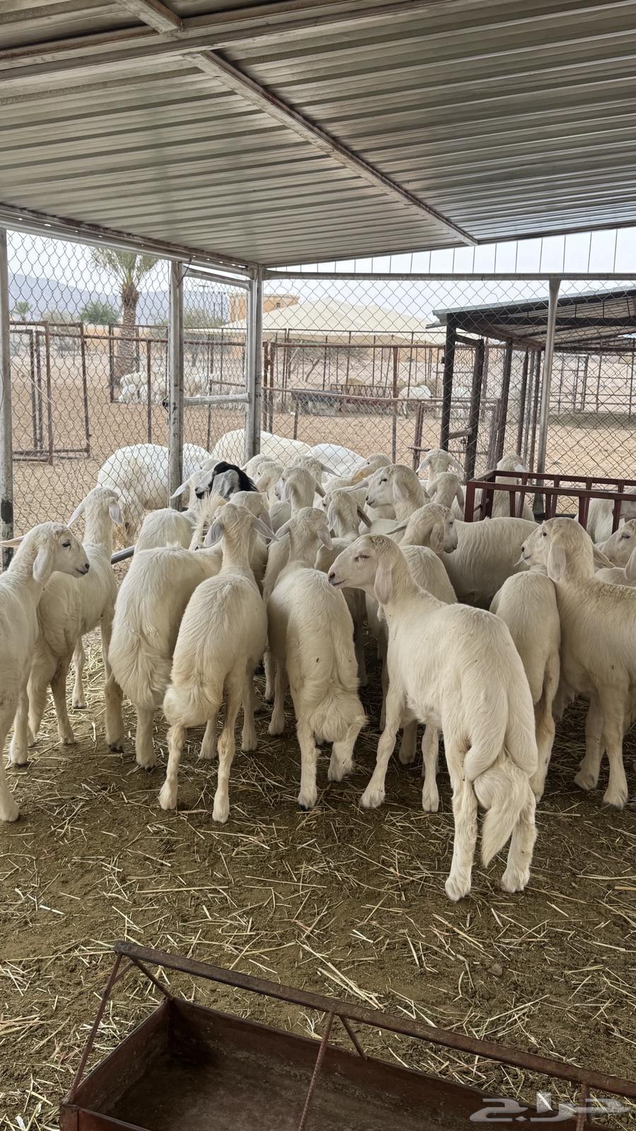 بهم للبيع64221909233409111